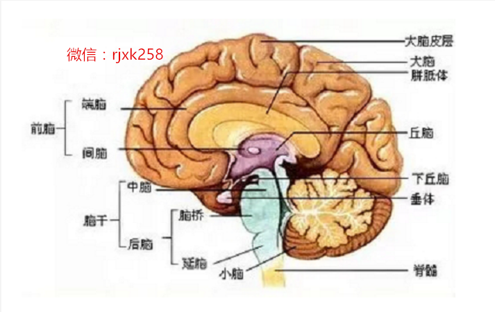 小脑萎缩最新研究成果，突破带来希望之光