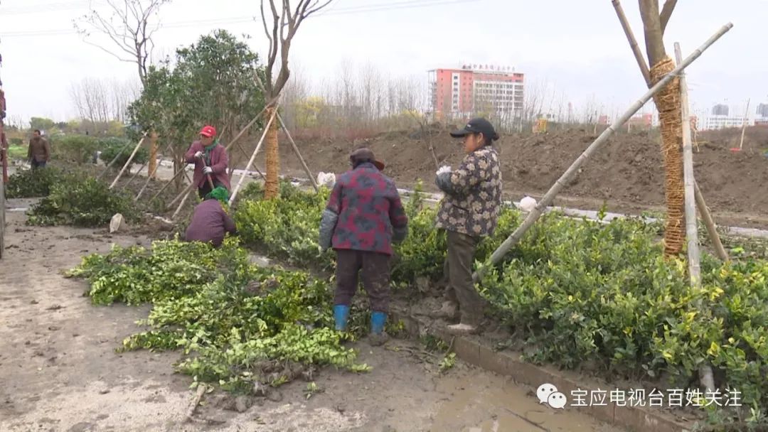 探索绿意宝藏，最新597苗木网求购信息及苗木市场深度解析