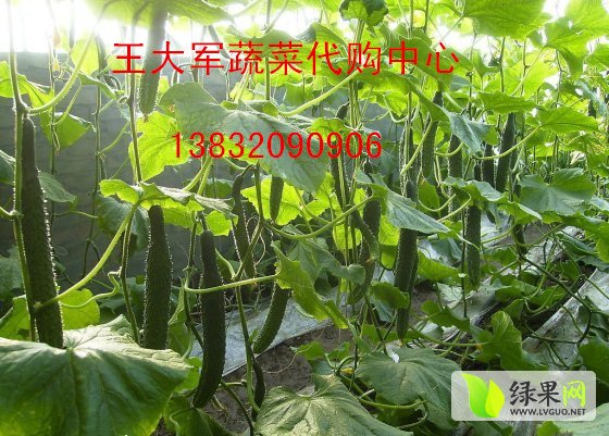 永年县蔬菜最新价格,永年县蔬菜最新价格——变化中的学习，成就感的源泉