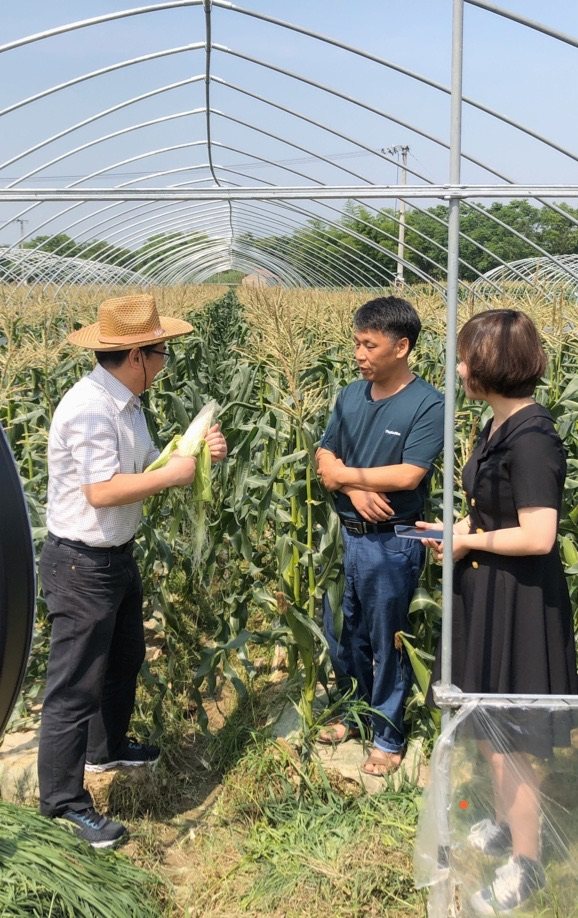 香薯直播，农业数字化转型的田间到屏幕之旅