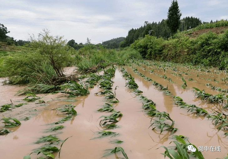 营仪阆高速最新动态，旅程中的温馨瞬间