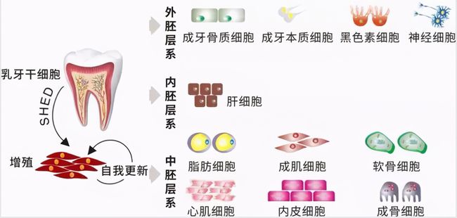 牙齿再生技术最新进展揭秘，步骤指南与突破性研究动态