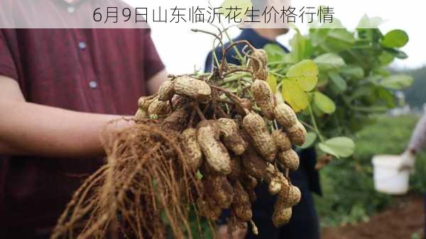 山东花生米价格最新动态，变化中的学习助力自信与梦想实现