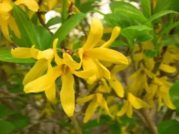 水煮连翘最新价格揭秘，奇妙旅程背后的温馨家园