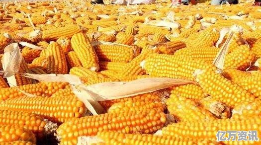 滑县玉米最新价格动态,市场走势、影响因素及前景展望
