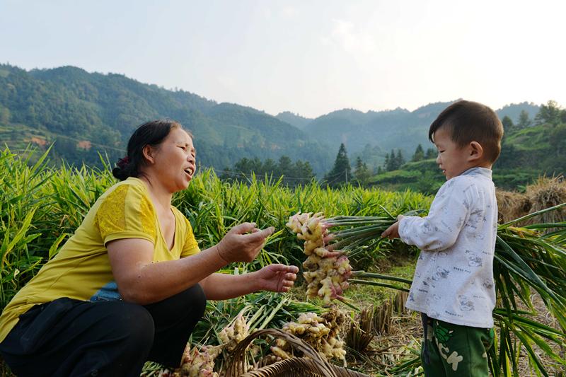 最新生姜行情分析与概览