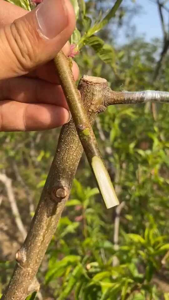 桃树嫁接最新技术揭秘