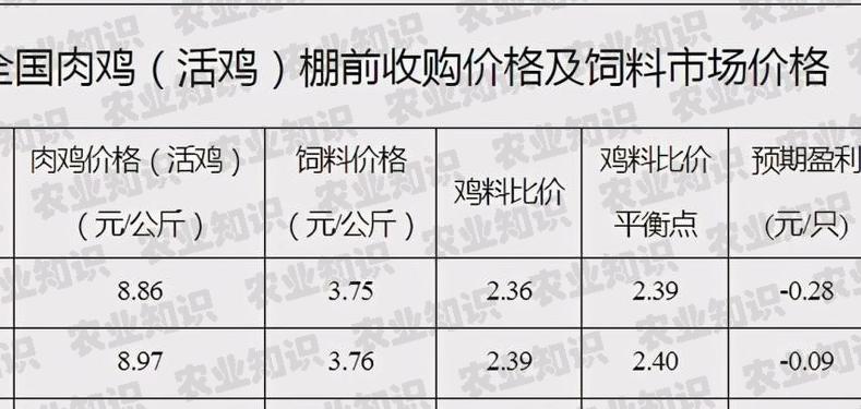 吉林市肉鸡最新价格揭秘，一场友情与陪伴的温馨故事