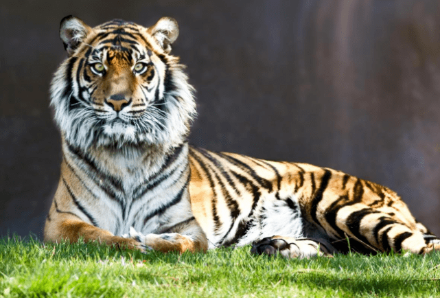 2024年白老虎免费公开,实地验证研究方案_IUX23.668原汁原味版