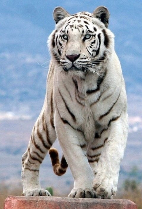 2024年白老虎免费公开,实地验证研究方案_IUX23.668原汁原味版