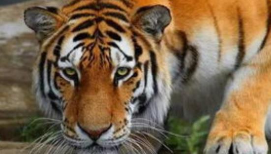 2024年白老虎免费公开,实地验证研究方案_IUX23.668原汁原味版