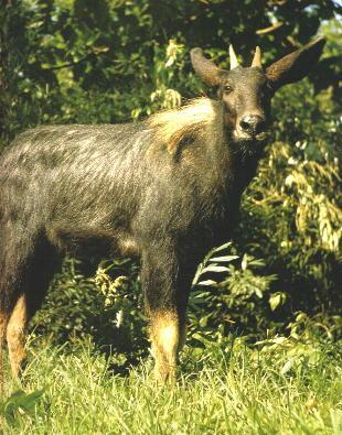 四不像正版资料,现况评判解释说法_IRS23.247交互式版