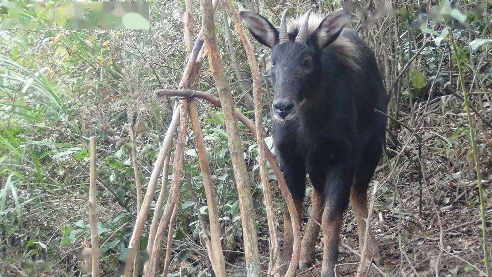 四不像正版资料,现况评判解释说法_IRS23.247交互式版