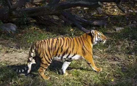 白钢旗杆 第575页