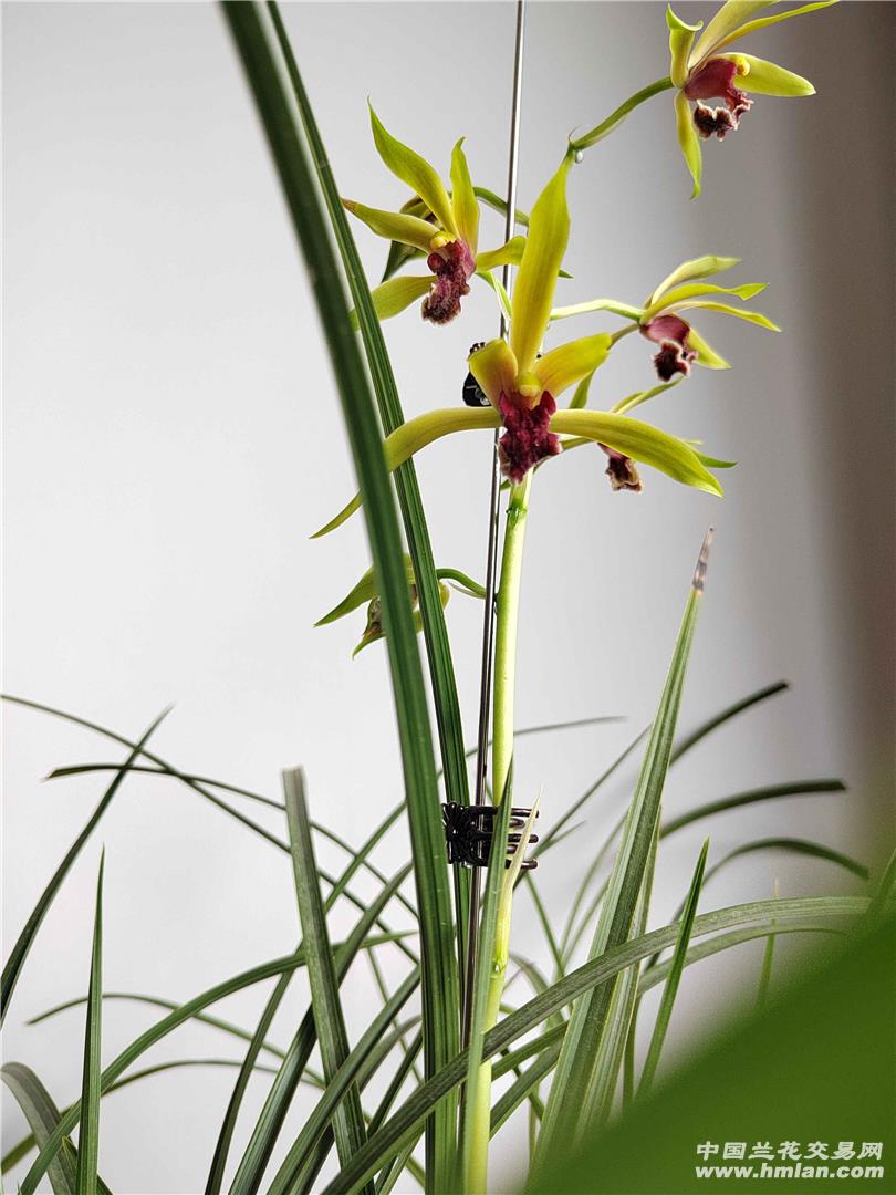 蕙兰九华红素最新价格,友情与陪伴的温馨故事揭秘