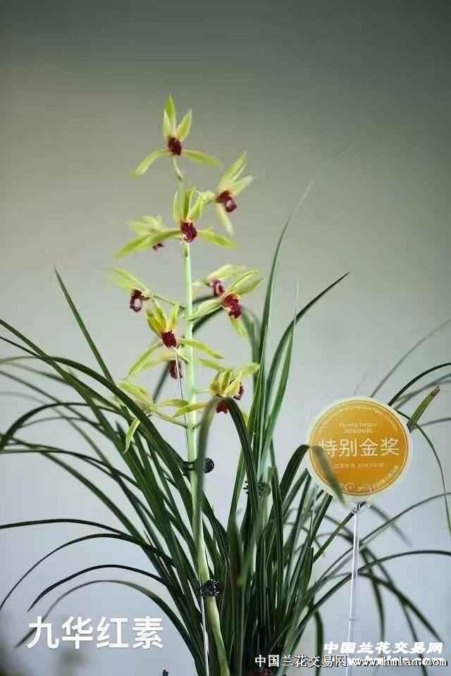 蕙兰九华红素最新价格，友情与陪伴的温馨故事揭秘