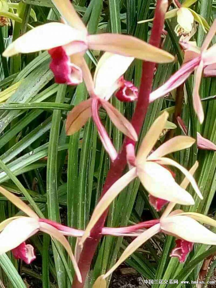 蕙兰九华红素最新价格,友情与陪伴的温馨故事揭秘