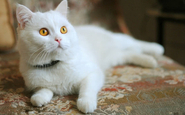 涉黄问题揭秘，猫咪看黄APK最新版的背景、事件与影响探讨