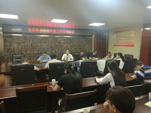 林业政策最新解读与实施步骤指南