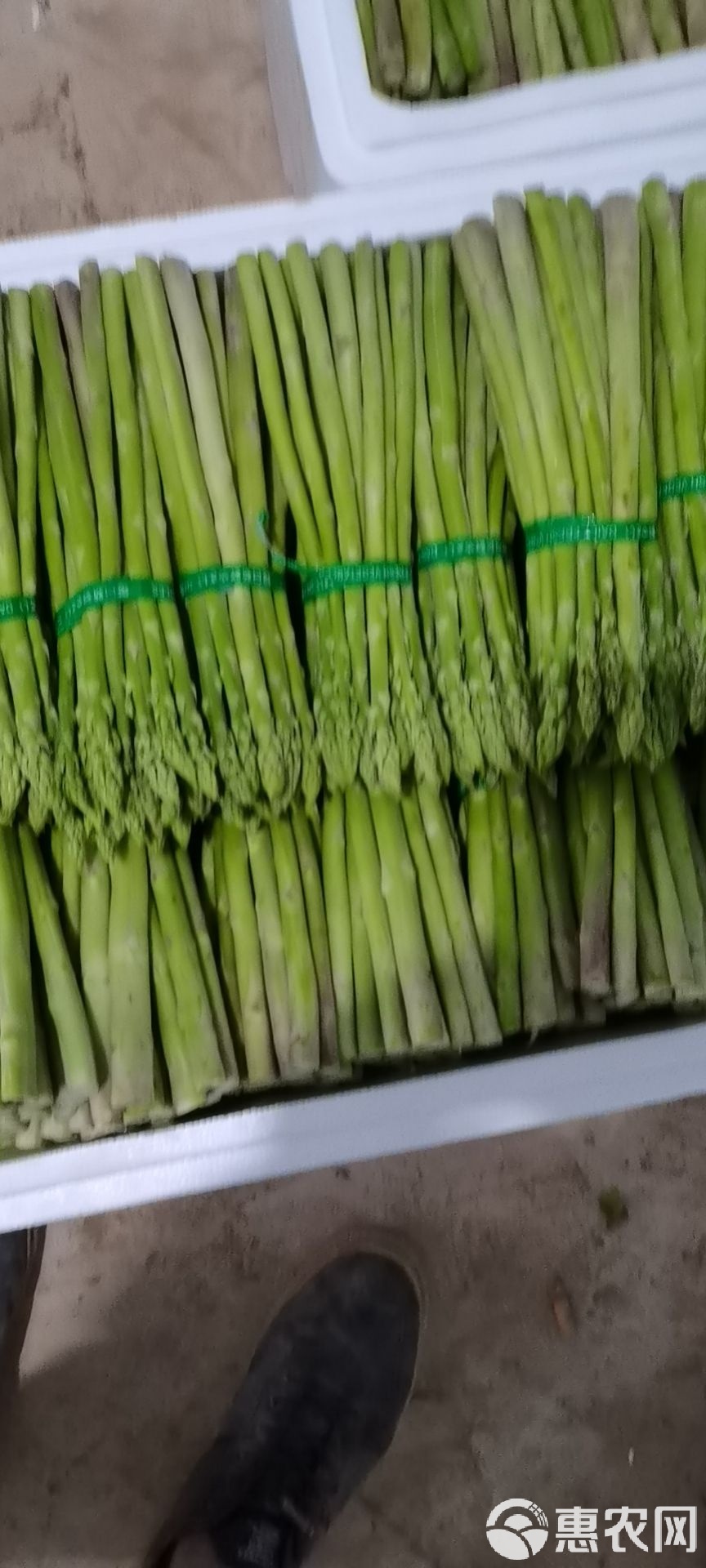 芦笋最新行情,破土而出,与时代并进