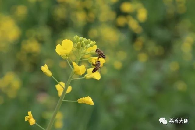 探索黄色魅力,最新一片黄的广泛应用