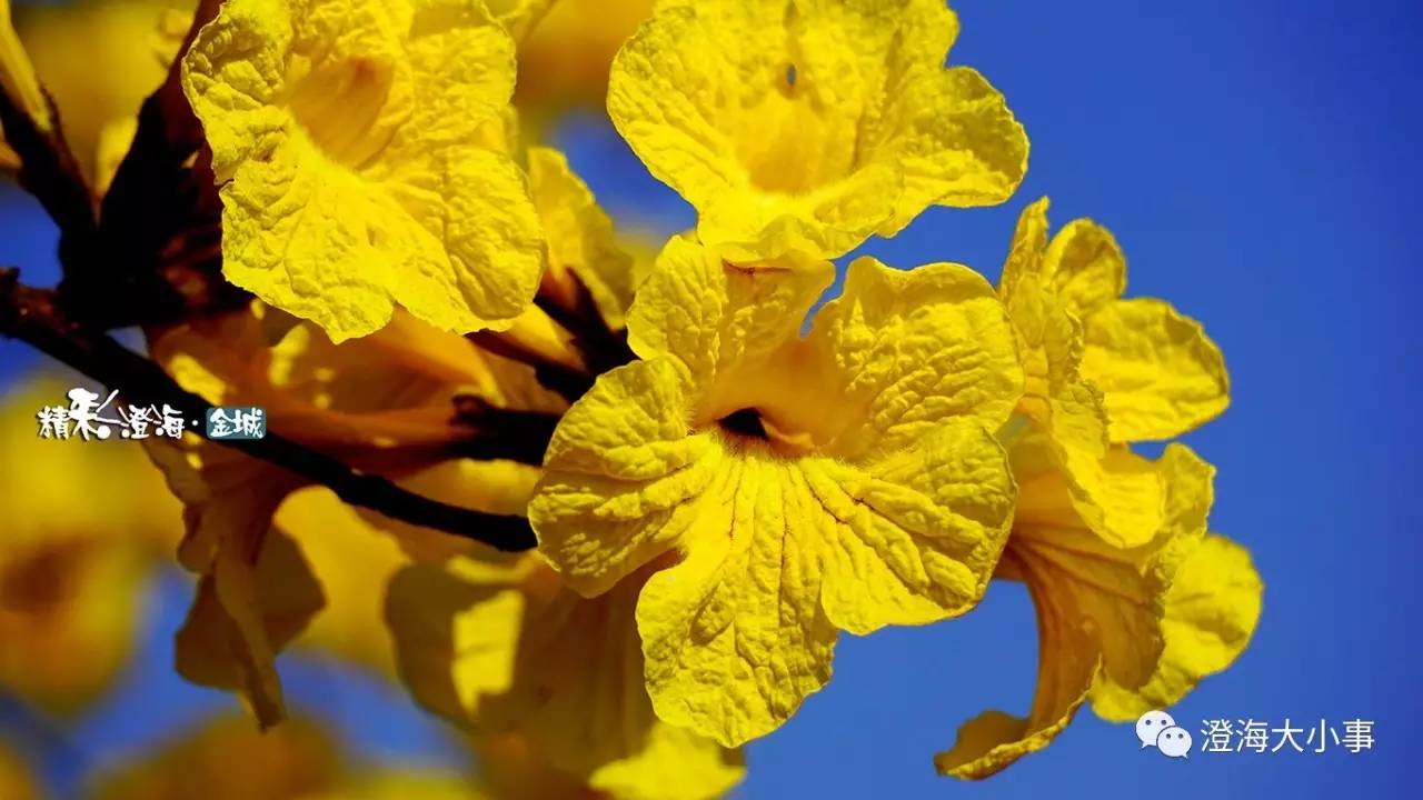 探索黄色魅力,最新一片黄的广泛应用