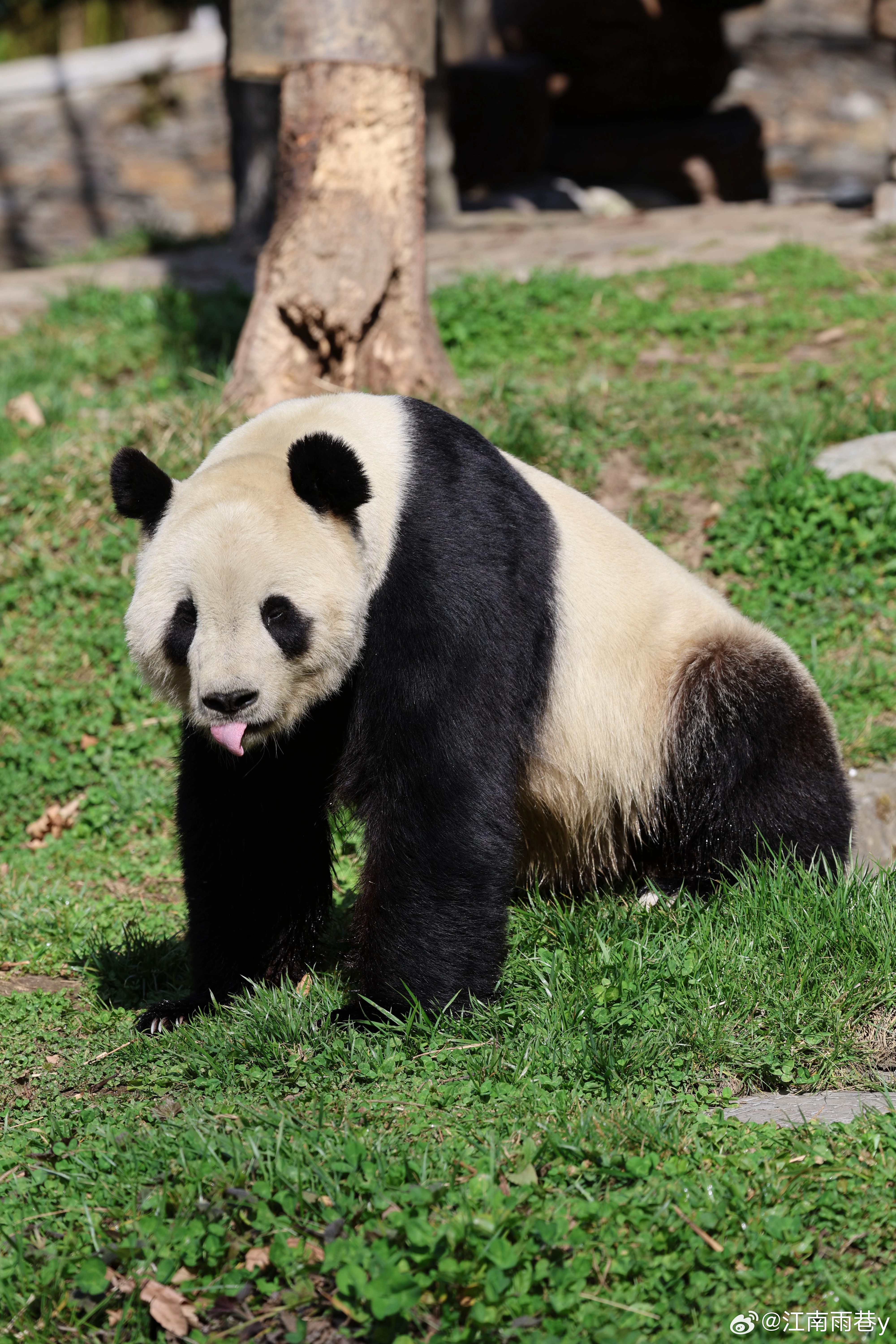 添添熊猫最新动态更新