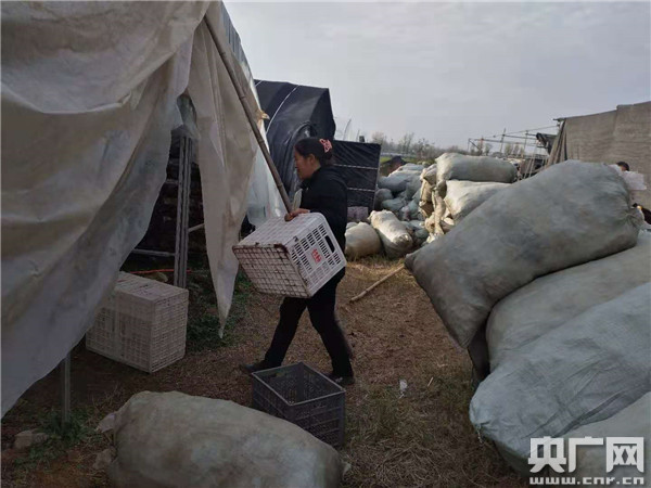 苍台镇最新动态与发展展望,观点阐述及未来趋势分析