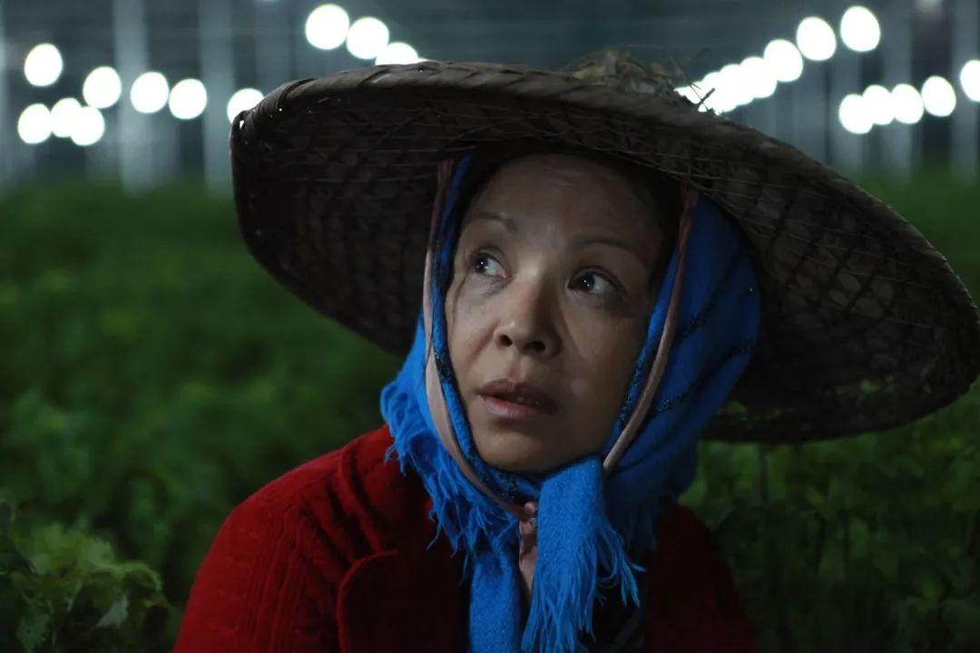 最新蔬菜集中营,农业模式的兴起与挑战