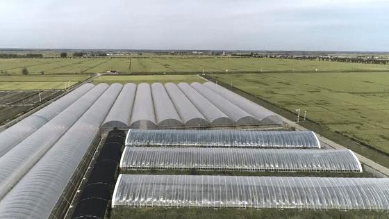 食用菌最新动态,探寻小巷中的隐藏美食瑰宝