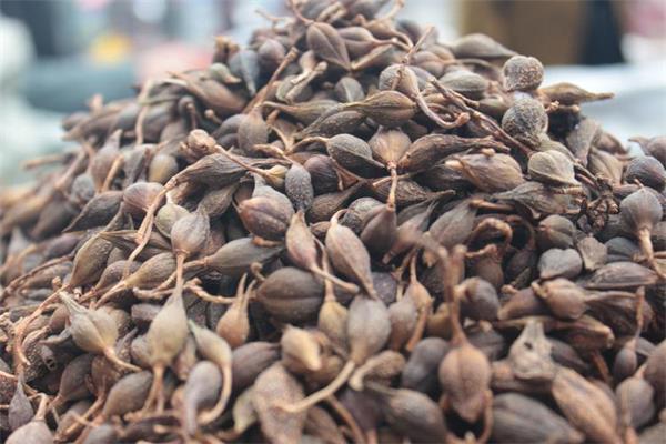 水煮连翘最新价格揭秘,奇妙旅程背后的温馨家园