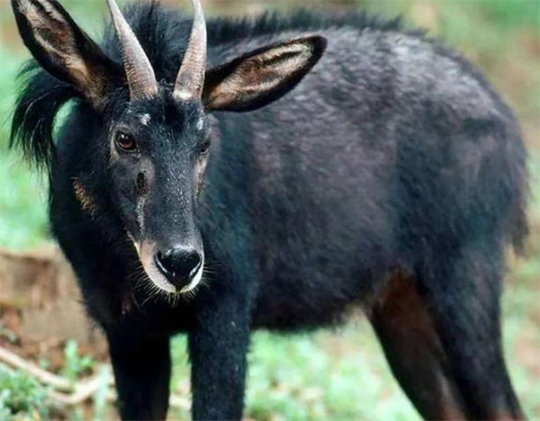 新澳门彩2024四不像图片,数据整合解析计划_CAS79.680效率版