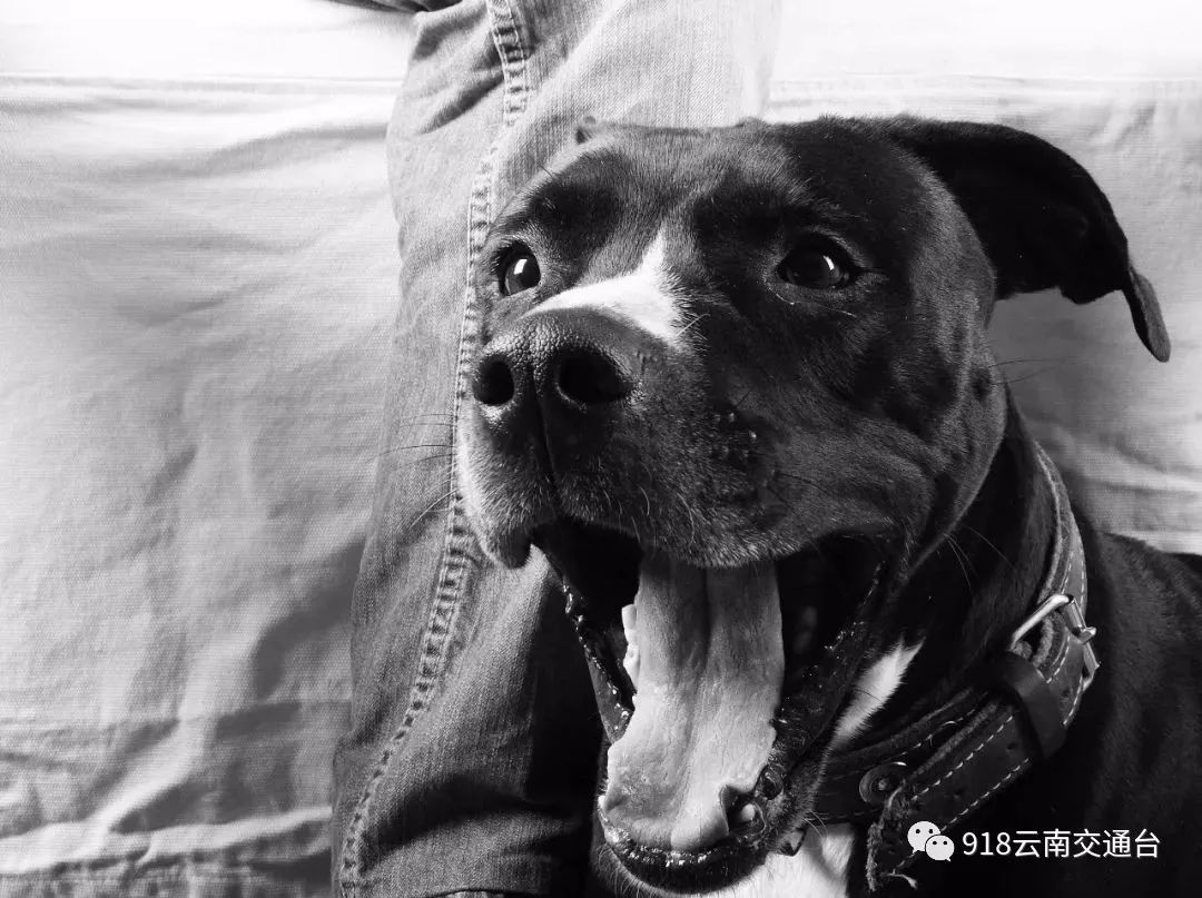 女人爱狗狗温馨微信群,日常情感交流与狗狗纽带