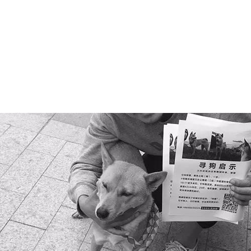 女人爱狗狗温馨微信群,日常情感交流与狗狗纽带