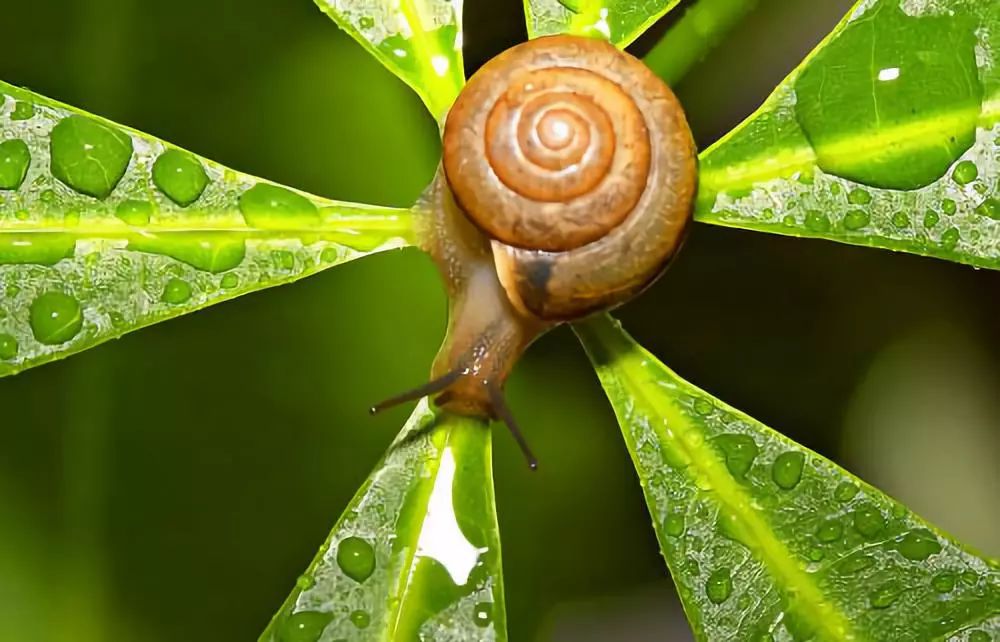 探索蜗牛世界的神奇与独特,最新发现与独特之处揭秘