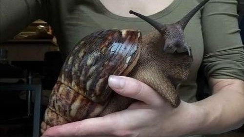 探索蜗牛世界的神奇与独特,最新发现与独特之处揭秘