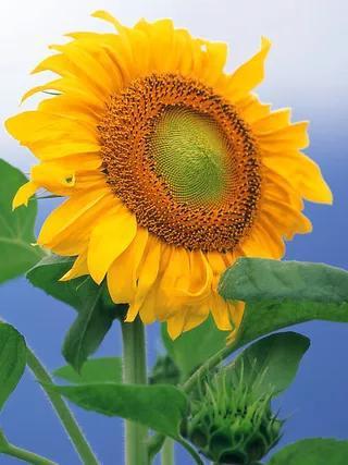 城市角落的小温馨,葵花视频最新精选内容呈现