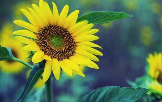 城市角落的小温馨,葵花视频最新精选内容呈现