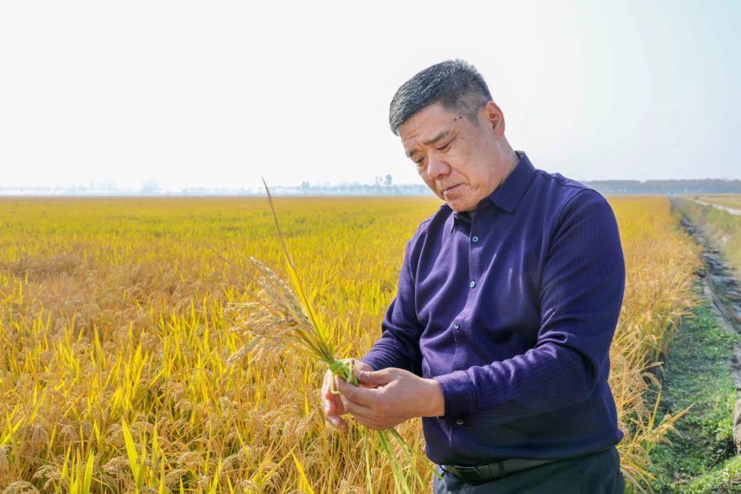 安徽糯稻最新价格报价与小巷深处的糯稻秘境探索